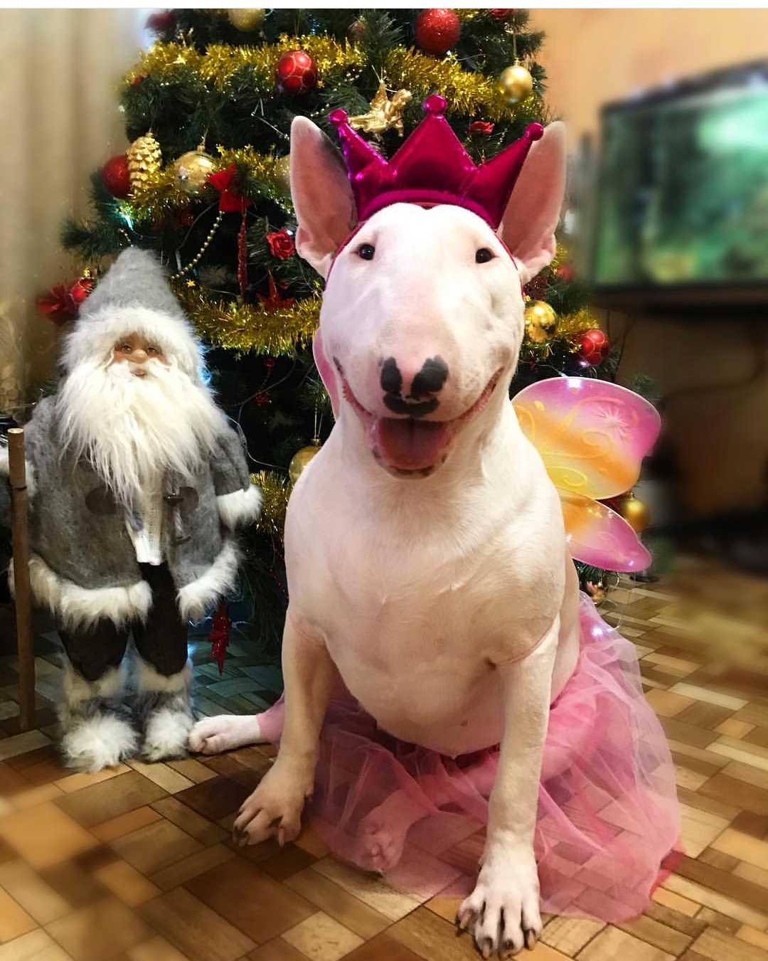 Bull Terrier in princess fairy outfit with a santa clause and christmas tree behind her