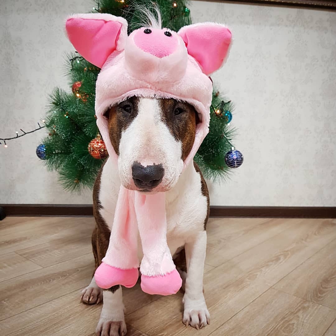 Bull Terrier sitting on the floor wearing a pig head piece with a christmas tree behind