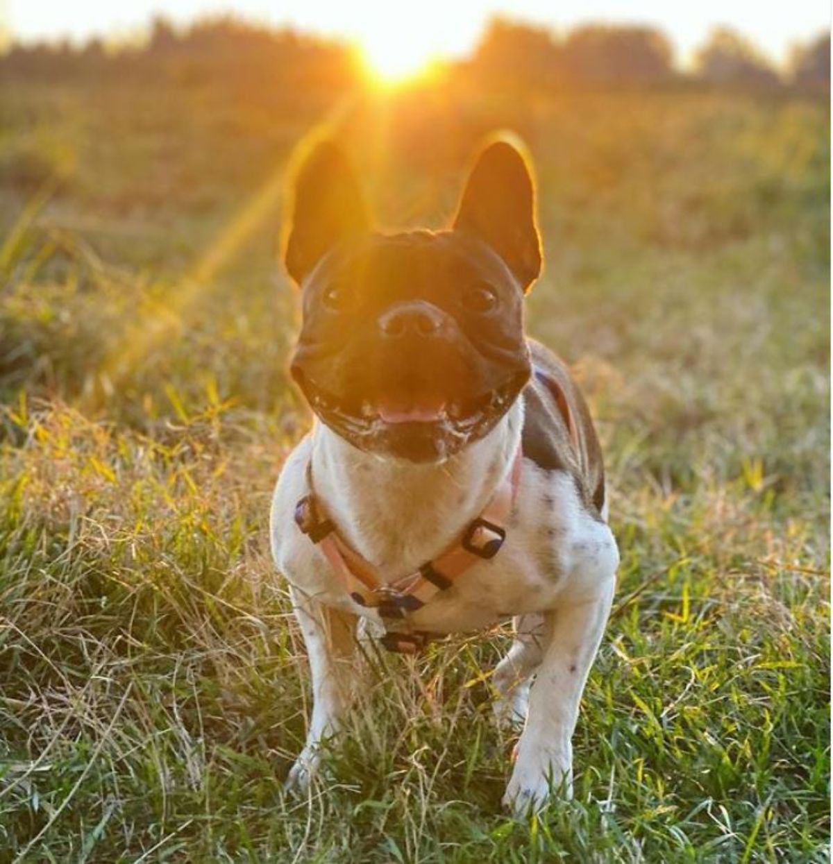 smiling French Bulldog in the field on a sunset