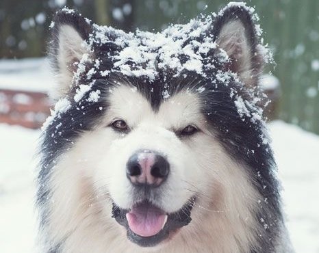 best female alaskan malamute names