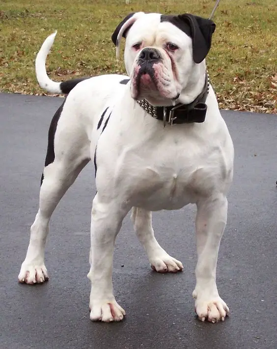 10 Best American Bulldog Names The Paws