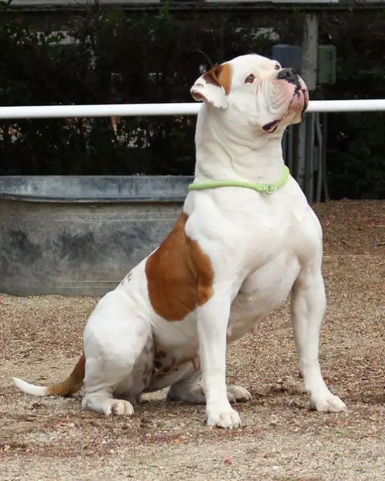 10+ Best American Bulldog Names - The Paws
