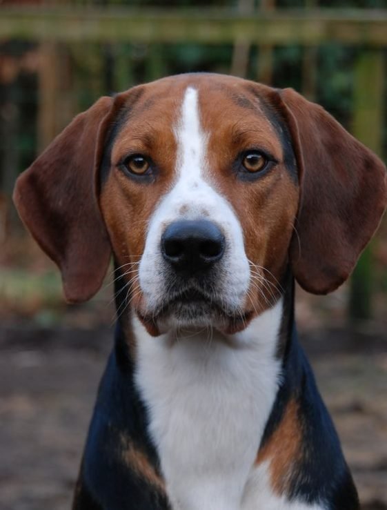 10+ Best American Foxhound Dog Names The Paws