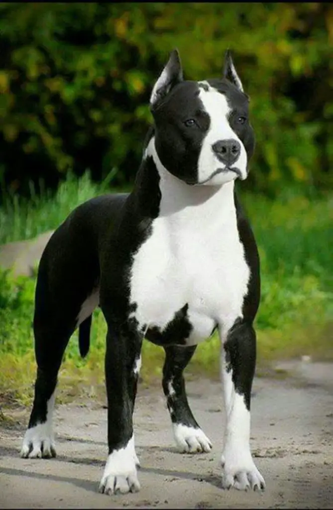 10+ Best American Staffordshire Terrier Names - The Paws