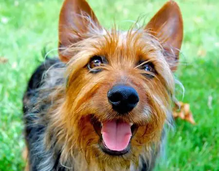 Verdensvindue donor Tekstforfatter 35+ Best Australian Terrier Dog Names | The Paws