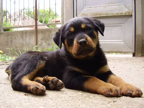 Bernese Rottie puppy lying down on the ground