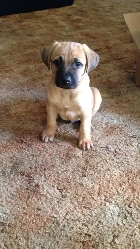 are bones safe for black mouth cur puppies