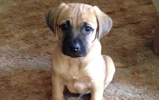 black nose cur