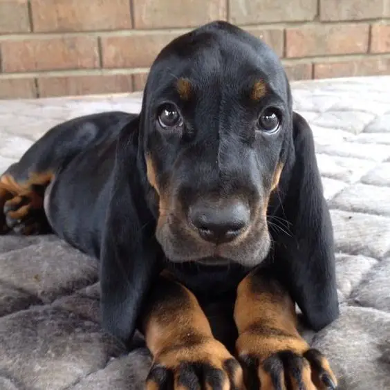 Best Black and Tan Coonhound Dog Names 