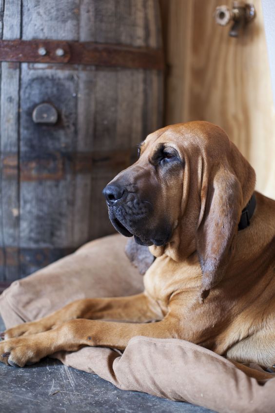 best bloodhound names