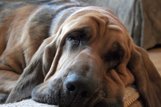 best bloodhound names