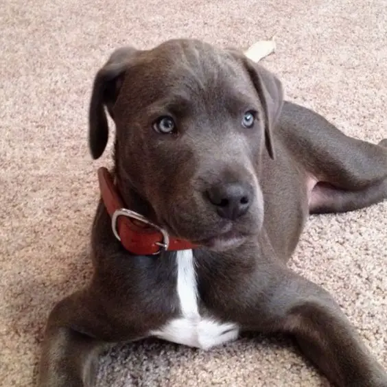 75+ Best Blue Lacy Dog Names - The Paws