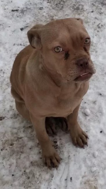 A brown Boerboel sitting in the snow with its grumpy face