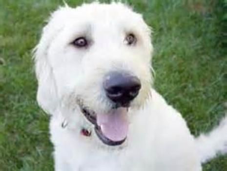 white smiling Bolonauzer or Schnauzer x Bolognese sitting on the grass