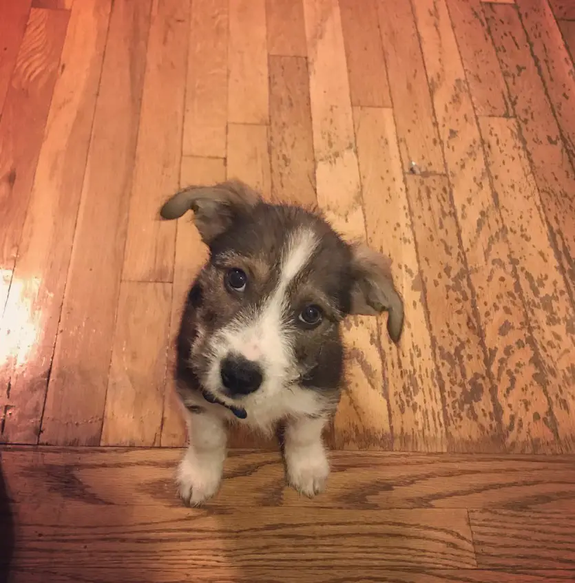 Border Schnollie or Schnauzer mixed with Border Collie sitting on the wooden floor with its begging face