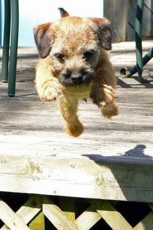 100+ Best Border Terrier Dog Names - The Paws