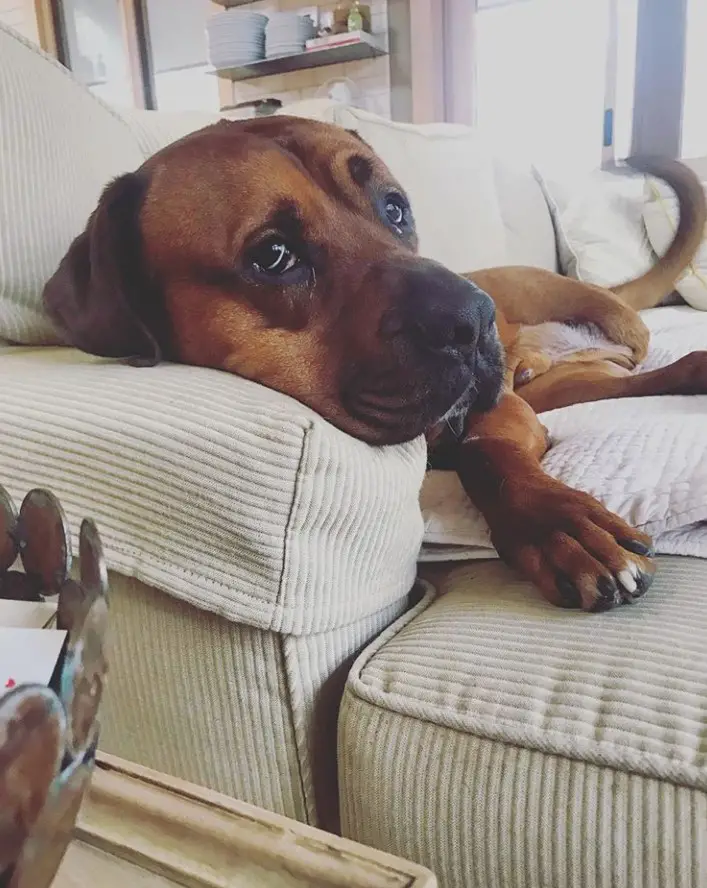 Boxweiler lying on the couch