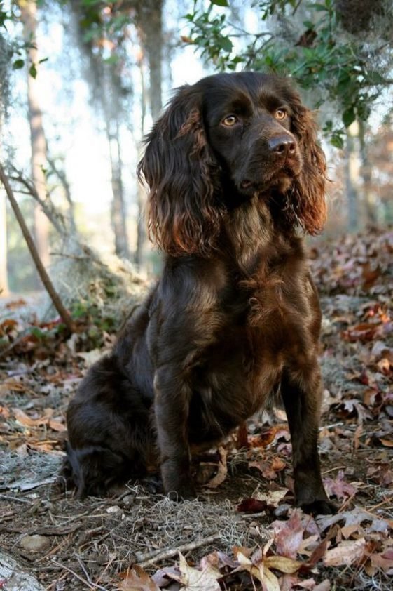 90+ Best Boykin Spaniel Dog Names The Paws