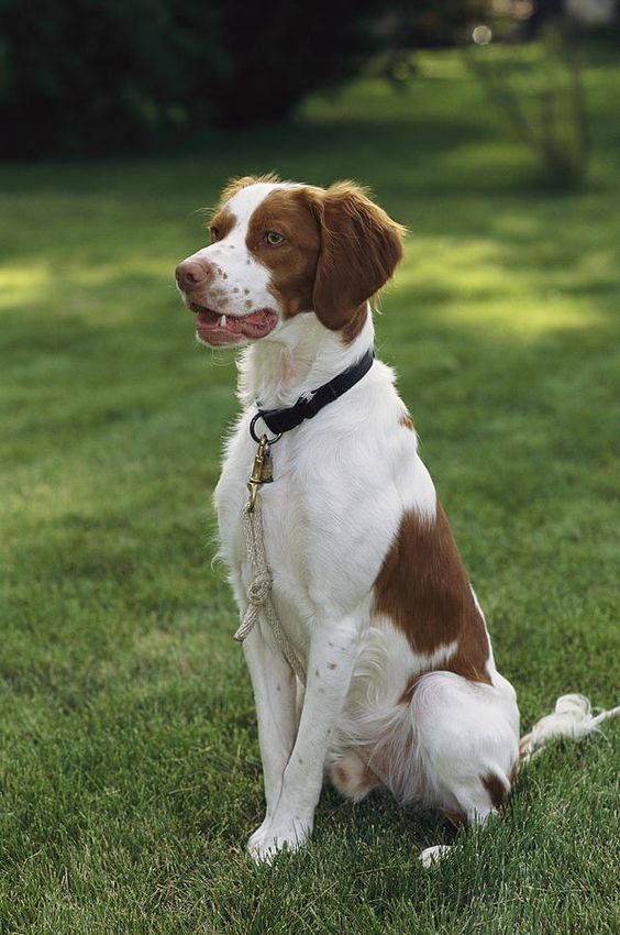 male brittany spaniel