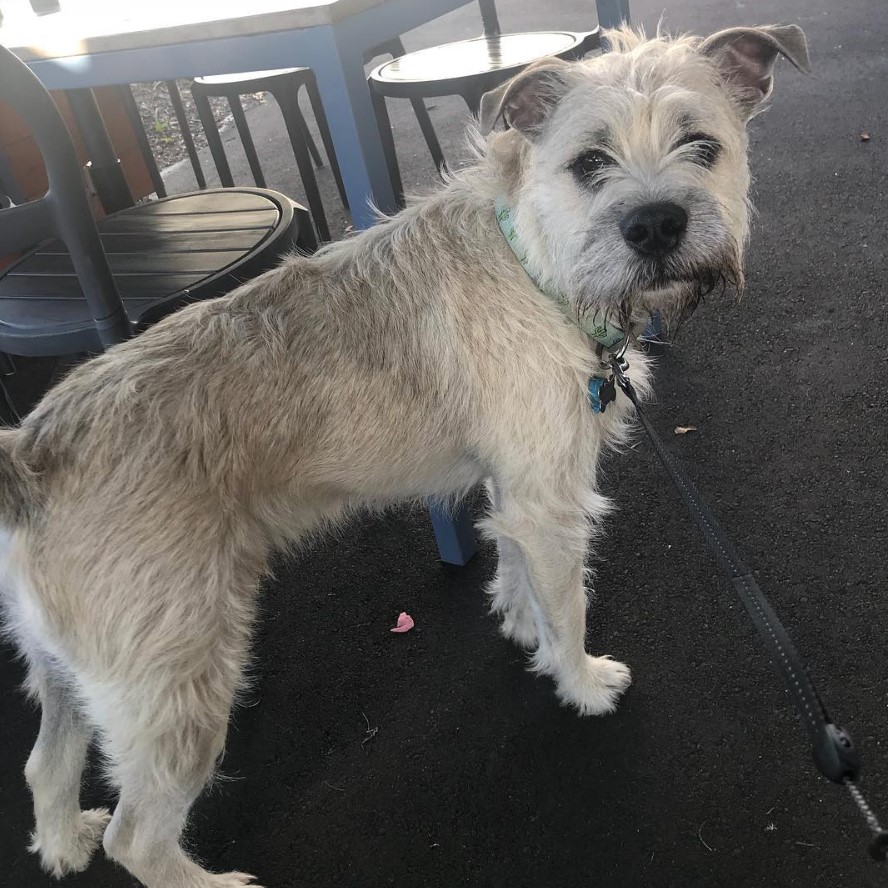 cream Bulldog Schnauzer or Schnauzer mixed with English Bulldog