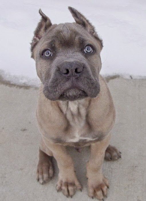 66 Best Cane Corso Dog Names The Paws