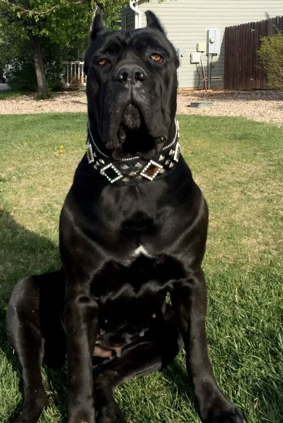 66 Best Cane Corso Dog Names The Paws