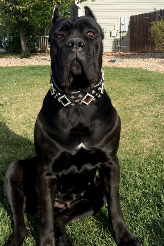 best cane corso names