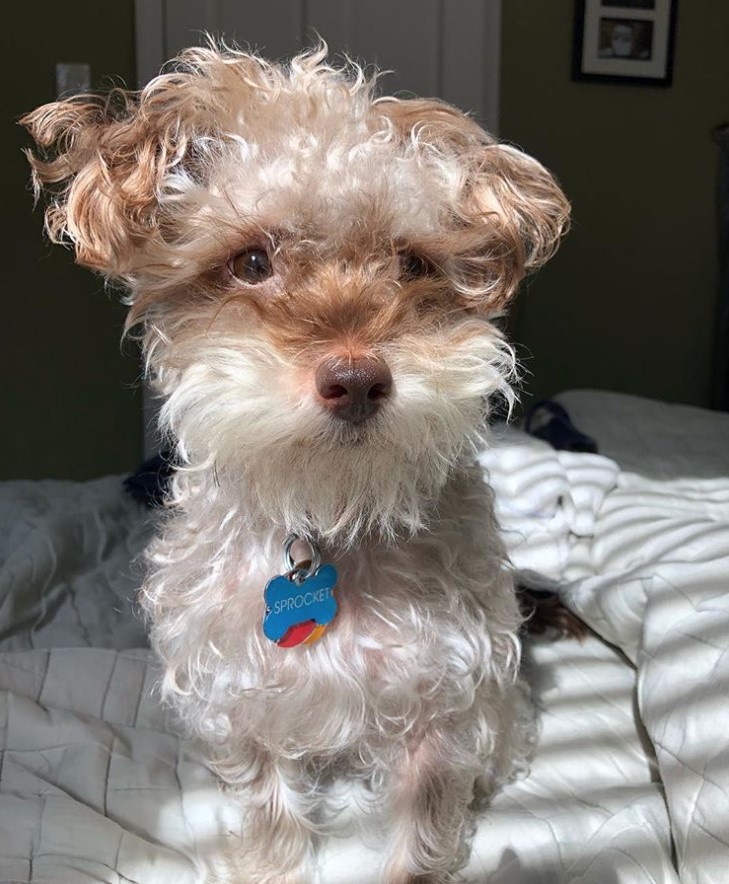 tan and white curly hair Carnauzer or Schnauzer mixed with Cairn Terrier dog sitting on the bed