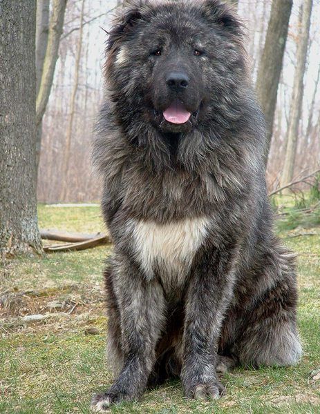 female caucasian shepherd