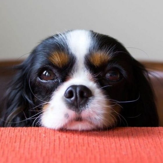 33+ Things Cavalier King Charles Spaniels Don’t Like The