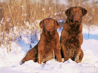 two Chesapeake Bay Retrievers sitting on the snow