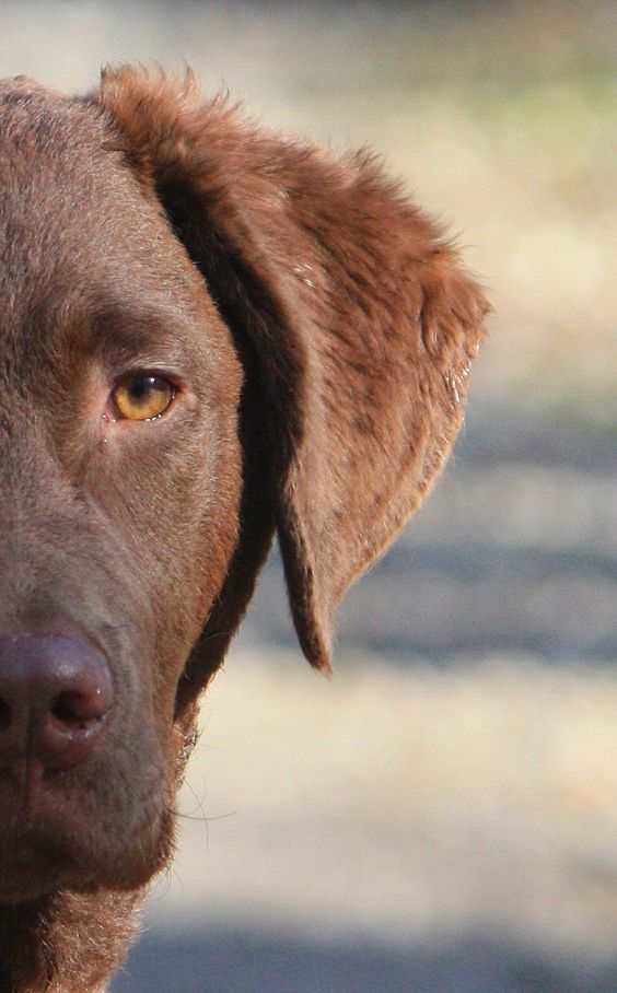 photo of Chesapeake Bay Retriever half face