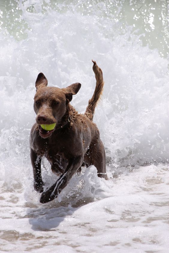 Chesapeake Bay Retriever running in the splash of water