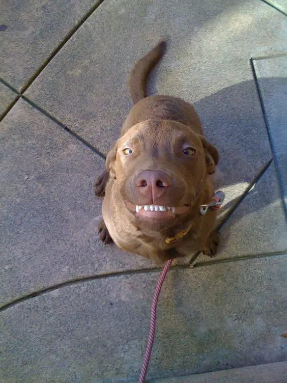 Chesapeake Bay Retriever sitting on the pavement while smiling