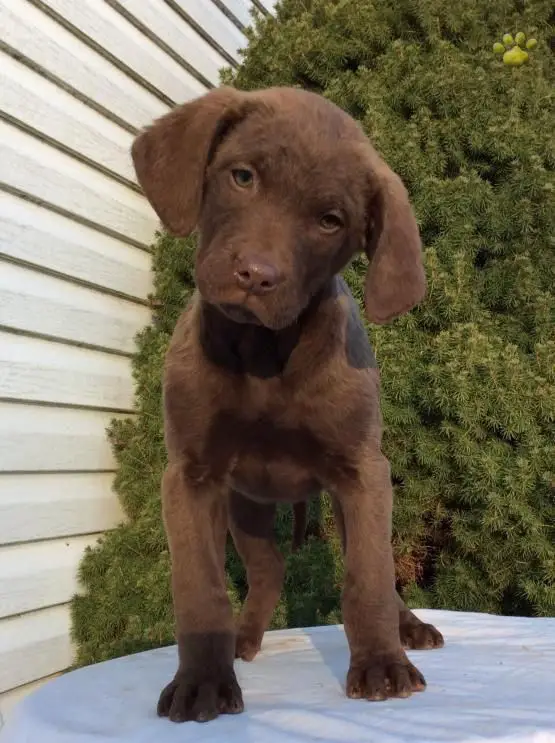 Chesapeake Bay Retriever puppy on the table while tilting its head