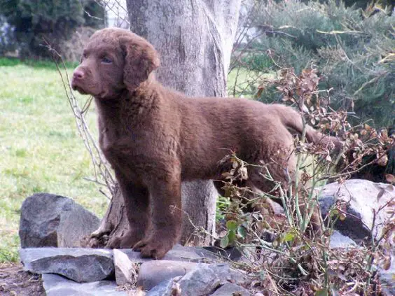 Chesapeake Bay Retriever puppy on top of rock in the forest