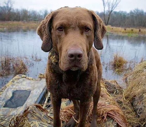 Chesapeake Bay Retriever by the lake