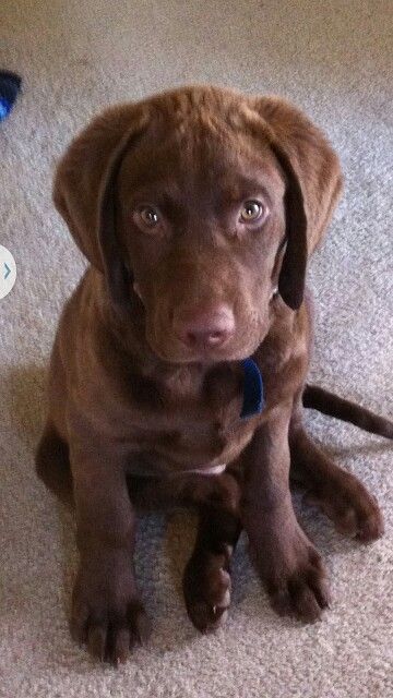 Chesapeake Bay Retriever puppy sitting on the floor