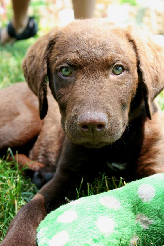 Chesapeake Bay Retriever puppy lying down on the green grass