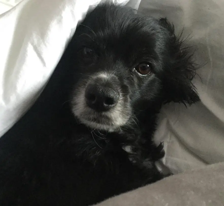 black Chi-Spaniel snuggled in bed