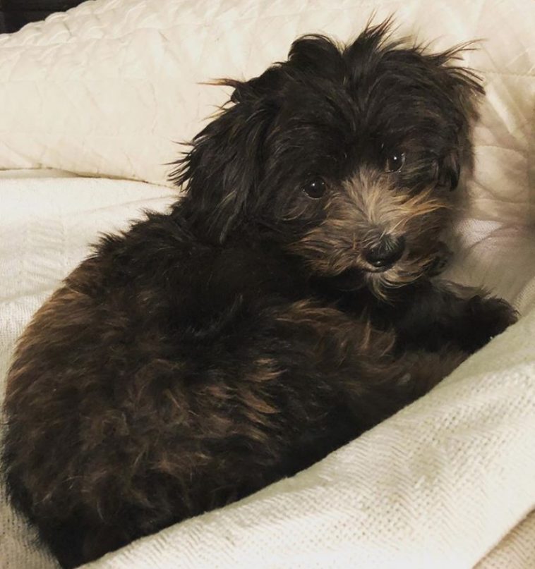 black and brown curly haired Chizer or Schnauzer mixed with Chihuahua resting on the bed