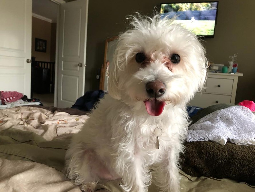 white Chonzer or Schnauzer mixed with Bichon Frise on the bed