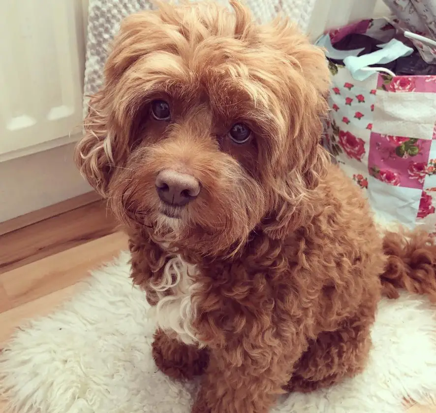 red Cockapoo sitting on the carpet with its begging eyes