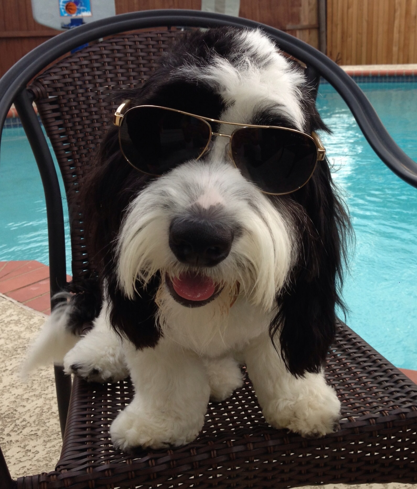 Cocker-Ton wearing sunglasses while sitting on top of the chair by pool