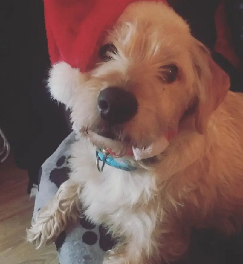 Cocker Westie wearing a santa hat