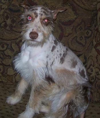 Confetti Australian Shepherd or Schnauzer mixed with Australian Shepherd sitting on the couch