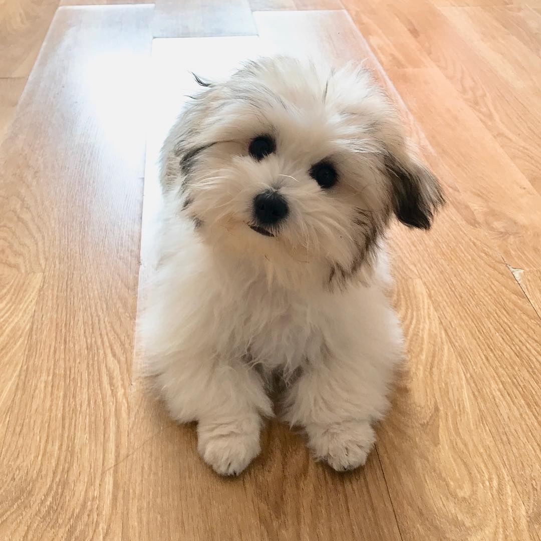  Coton Schnauzer or Schnauzer mixed with Coton de Tulear dog sitting on the floor while slightly tilting its head