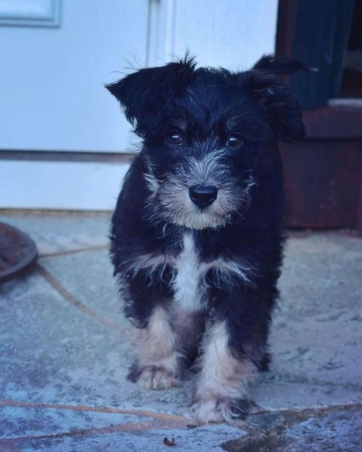  Crested Schnauzer or Schnauzer mixed with Chinese Crested talking towards