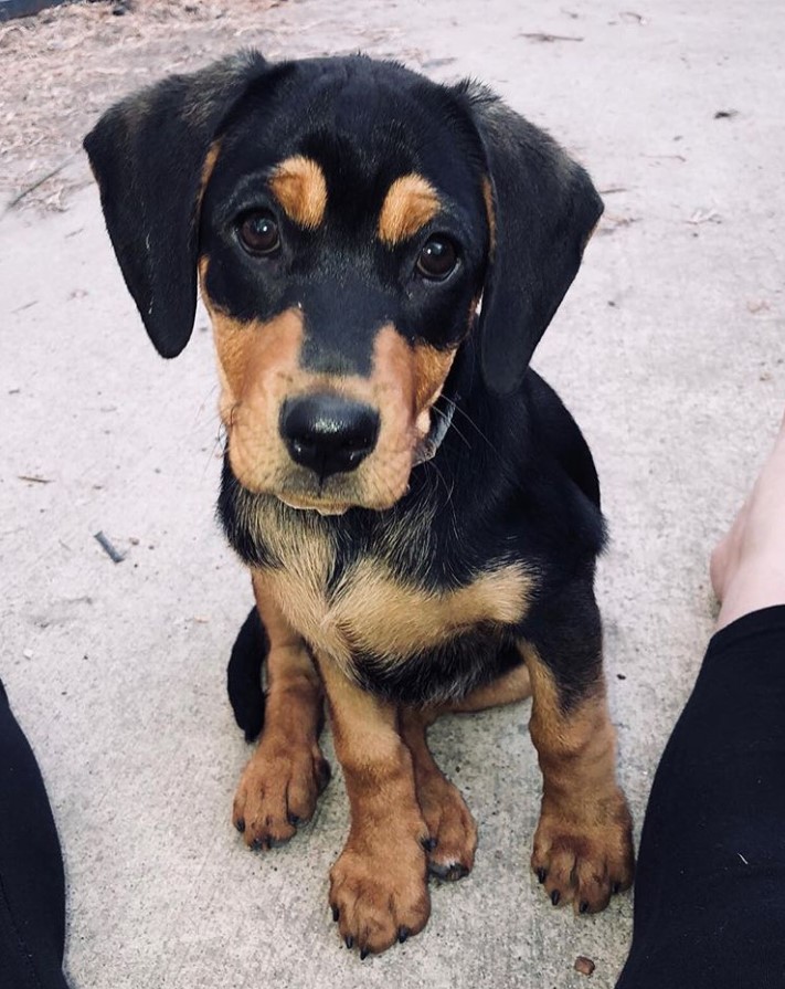 Dachsweiler sitting on the pavement