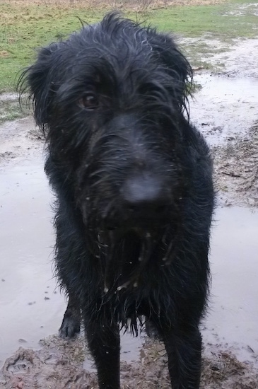 black Dobie Schnauzer or Schnauzer mixed with Doberman Pinscher in the mud